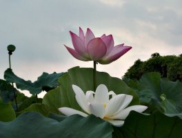 2019년 8월 17일 관곡지 연꽃