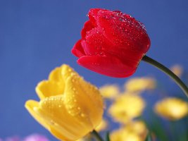 튤립 이미지