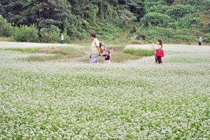 전주 한옥마을(6) : 제8회 정읍 구절초 축제