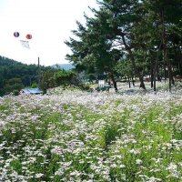 정읍구절초꽃축제