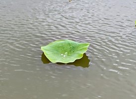 관곡지