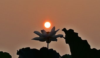 관곡지 일출-19.8.5.