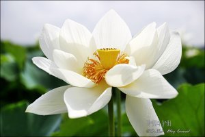시흥관곡지