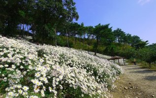 정읍 구절초 축제