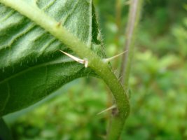 도깨비가지 (Solanum carolinense,horsenettle)