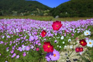 정읍 구절초 축제