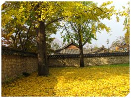 전주 향교 은행나무