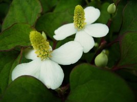 어성초 효능 및 도움이되는 이야기