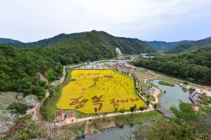 정읍 구절초축제