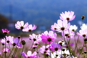 정읍 구절초축제