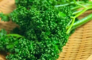 파슬리 효능 및 파슬리 보관법