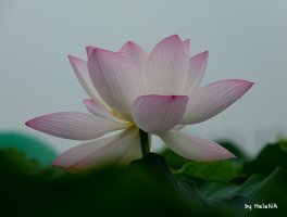 나홀로 관곡지.2019.7.16.