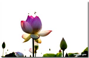 2019년7월19일.관곡지.연꽃