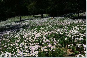 碧霄領山岳會 정기山行 2019年 10月 06日 정읍“구절초축제” 山行