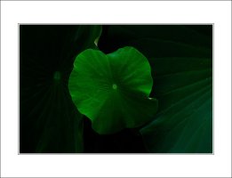 관곡지..6-13