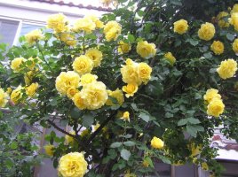 노랑장미(yellow Rose)