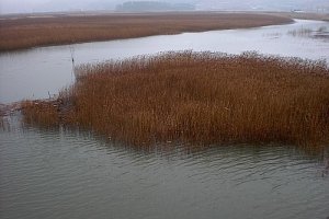 겨울강