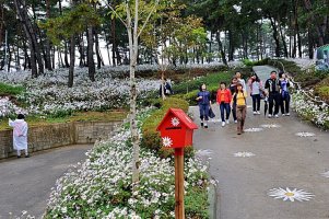 옥정호와 정읍 구절초 축제