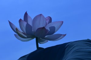 관곡지2019^~