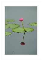 관곡지..6-11