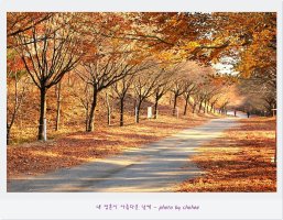 단풍나무 이미지