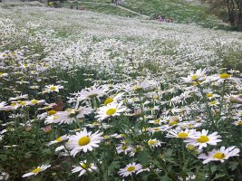 2016.10.07 정읍구절초축제