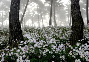 정읍 구절초 축제