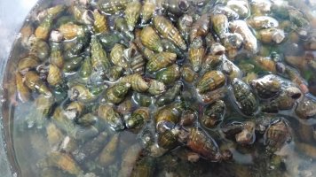 다슬기의 효능및 다슬기 삶는 요령 공개