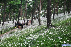 정읍 구절초 축제