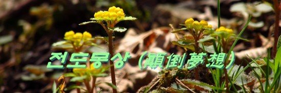 전도몽상 (顚倒夢想)