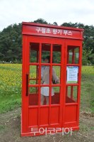 정읍 구절초 축제