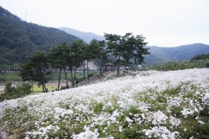 정읍 구절초 축제 본론으로 들어가서~