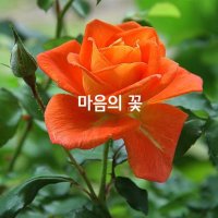 3/15(금) 마음의 꽃