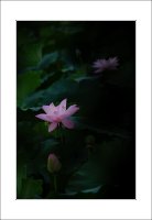 관곡지..6-19