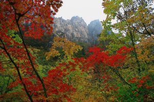 설악산 단풍속으로