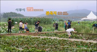 ○【2013.07.14】관곡지[官谷池]에서는 2013 연[蓮]의 어울림 한마당 축제가 오늘부터 열니다.