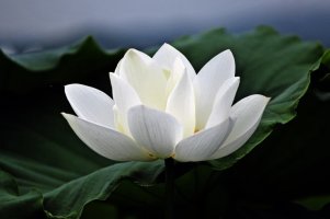 관곡지(15.7.19)2