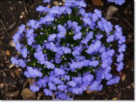 로벨리아(lobelia) 이미지