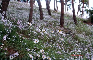 2017년도 정읍 구절초 축제