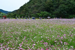 정읍 구절초축제