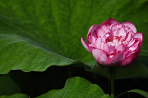 관곡지에서 (2010/8/3)