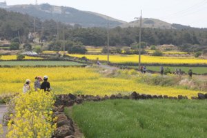 제주 유채꽃 축제 17.04.01~ 04.09