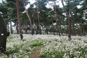 정읍 구절초 축제