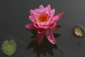 관곡지 수련