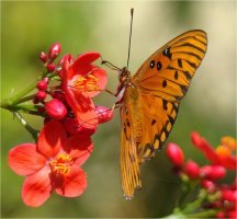 ¼¼»ó¿¡¼ °¡Àå ¾Æ¸§´Ù¿î ²É, ½ºÆÄÀ̽à ÀÚÆ®·ÎÆÄ(Spicy Jatropha)