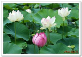 관곡지 연꽃 테마파크 둘러보기