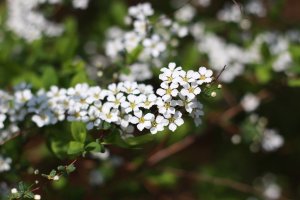 산유화 이미지