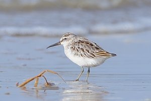 송곳부리도요 (276) Broad-billed Sandpiper scPM / Limicola falcinellus