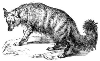 흙늑대(aardwolf) 척추동물 포유강 식육목 하이에나과