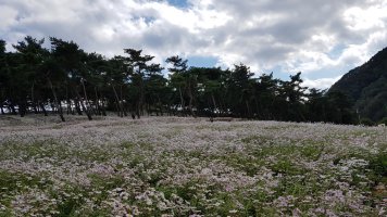 전북 정읍 구절초 축제